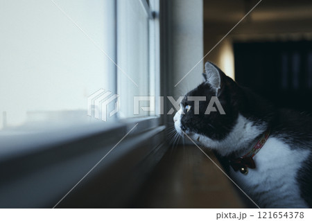 窓辺の猫 121654378