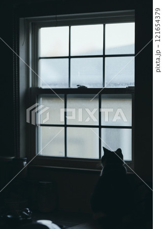 窓辺の猫 121654379