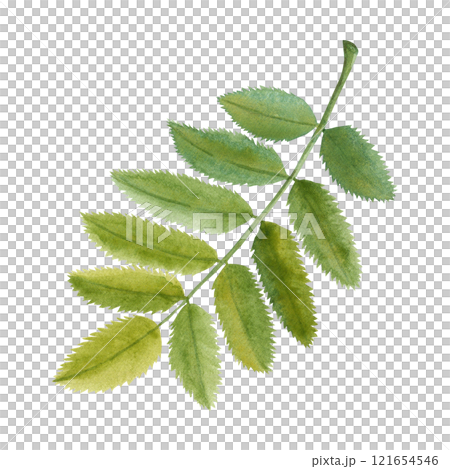 Watercolor illustration of rowan leaf. Botanical drawing of green fallen leaf, hand drawn. Drawing for photo wallpaper, stickers, scrapbooking 121654546