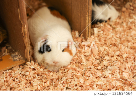 可愛いモルモット 121654564