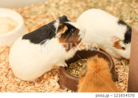 可愛いモルモット 121654570