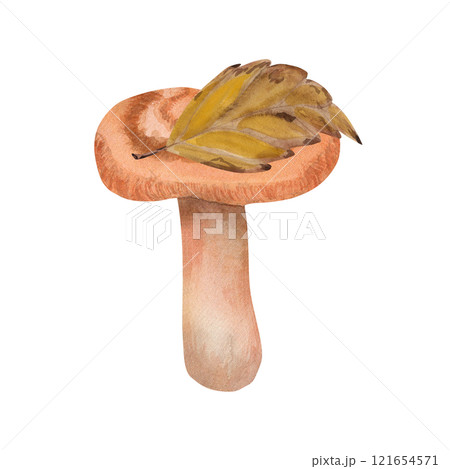 Watercolor illustration of a volnushka. Hand-drawn botanical composition of an edible mushroom saffron milk cap in autumn leaves. Drawing for photo wallpaper, stickers, scrapbooking 121654571