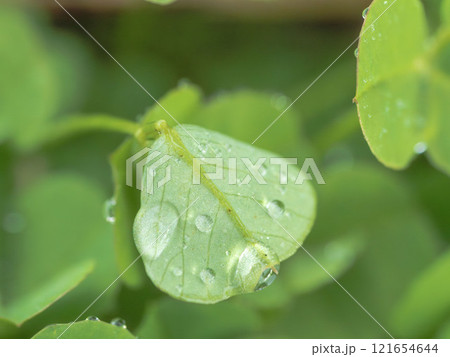 冬の早朝 霧の雫がついたクローバー05 121654644