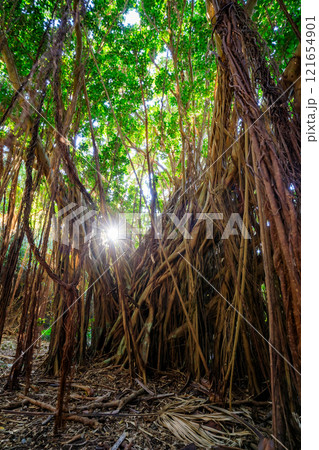 秋の佐多岬に自生するアコウの木　鹿児島県南大隅町 121654901