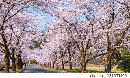 村松公園の桜 121655166