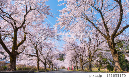 村松公園の桜 121655170