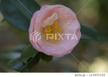 椿の花 121655183