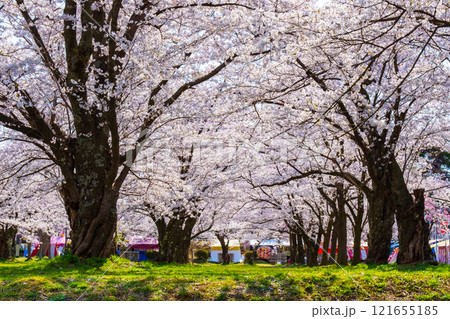 村松公園の桜 121655185