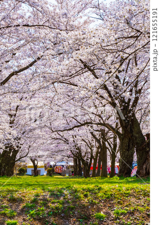 村松公園の桜 121655191