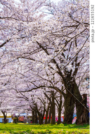 村松公園の桜 121655192