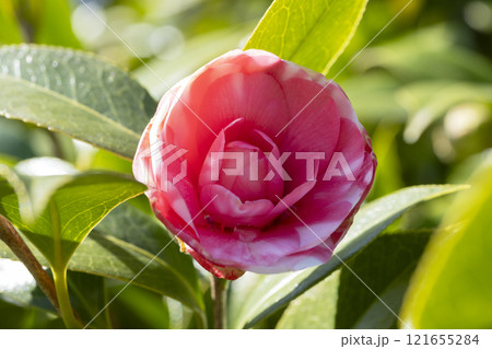 椿の花 121655284