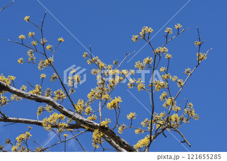サンシュユの花 121655285