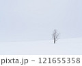 雪景色と一本木 121655358