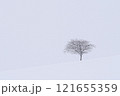 雪景色と一本の木 121655359