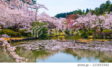 村松公園の桜 村松公園の桜 121655562
