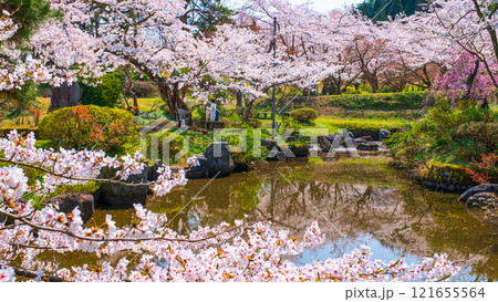 村松公園の桜 村松公園の桜 121655564