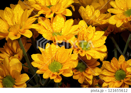 Close-up view showcasing the intricate details of a chrysanthemum's petals 121655612