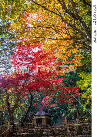 聖宝寺　血のもみじ　庭園　鳴谷山聖宝寺　紅葉の名所　いなべ市　三重県 121655619