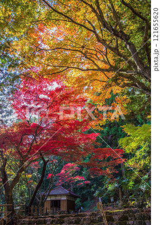 聖宝寺　血のもみじ　庭園　鳴谷山聖宝寺　紅葉の名所　いなべ市　三重県 121655620