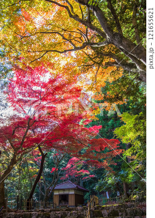 聖宝寺　血のもみじ　庭園　鳴谷山聖宝寺　紅葉の名所　いなべ市　三重県 121655621