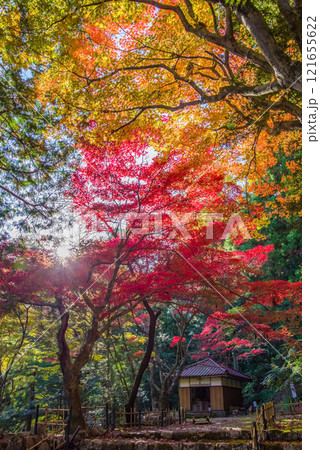 聖宝寺　血のもみじ　庭園　鳴谷山聖宝寺　紅葉の名所　いなべ市　三重県 121655622