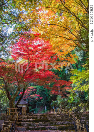 聖宝寺　血のもみじ　庭園　鳴谷山聖宝寺　紅葉の名所　いなべ市　三重県 121655623