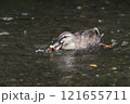 水浴びをするオナガガモ 121655711