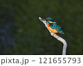 獲物を狙うカワセミ 121655793