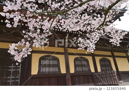 南禅寺　桜咲く　春景色　京都市 121655840