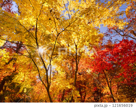 黄葉したカエデの木 121656019