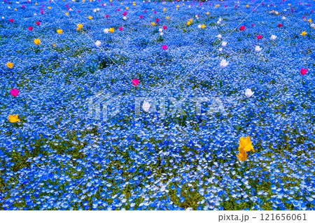 大阪舞洲シーサイドパークのネモフィラとチューリップ 121656061