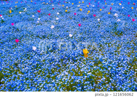 大阪舞洲シーサイドパークのネモフィラとチューリップ 大阪舞洲シーサイドパークのネモフィラとチューリップ 121656062