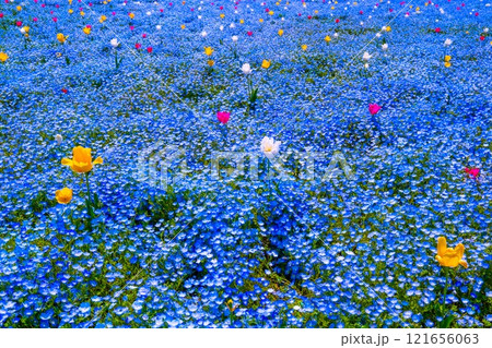 大阪舞洲シーサイドパークのネモフィラとチューリップ 大阪舞洲シーサイドパークのネモフィラとチューリップ 121656063