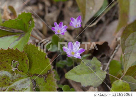 雪割草の花 121656068