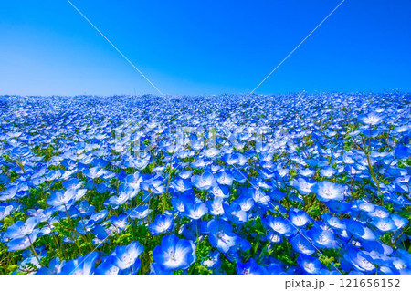 大阪舞洲シーサイドパークのネモフィラ 121656152