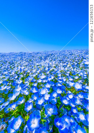 大阪舞洲シーサイドパークのネモフィラ 121656153