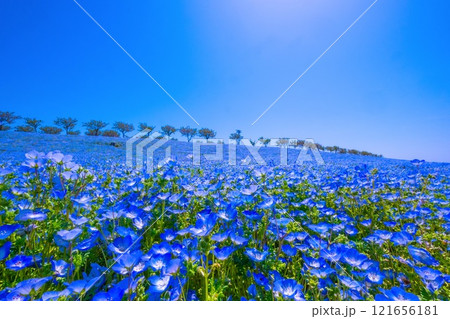 大阪舞洲シーサイドパークのネモフィラ 121656181