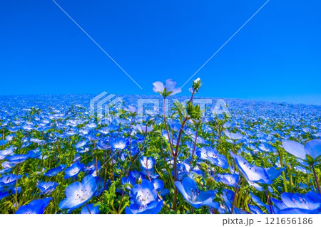大阪舞洲シーサイドパークのネモフィラ 大阪舞洲シーサイドパークのネモフィラ 121656186