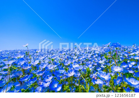 大阪舞洲シーサイドパークのネモフィラ 121656187