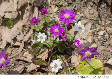 雪割草の花 雪割草の花 121656378