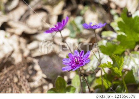 雪割草の花 雪割草の花 121656379