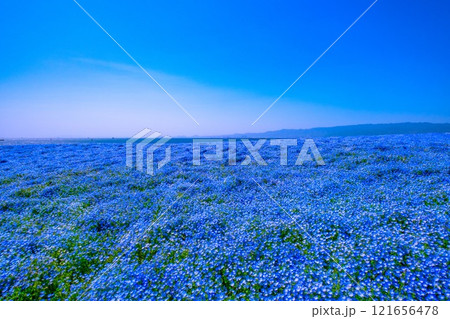 大阪舞洲シーサイドパークのネモフィラ 121656478
