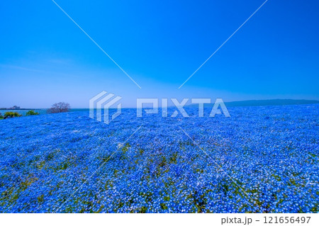 大阪舞洲シーサイドパークのネモフィラ 大阪舞洲シーサイドパークのネモフィラ 121656497