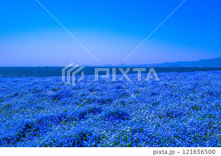 大阪舞洲シーサイドパークのネモフィラ 121656500