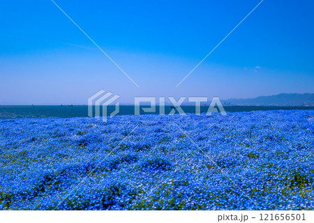大阪舞洲シーサイドパークのネモフィラ 121656501