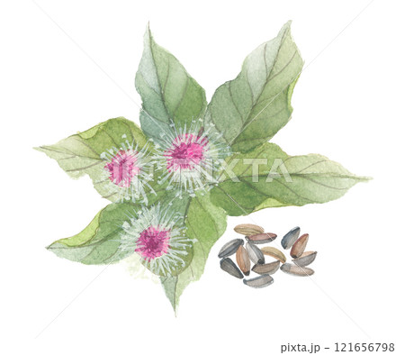 水彩で描いたごぼう（牛蒡）の花と牛蒡子 121656798