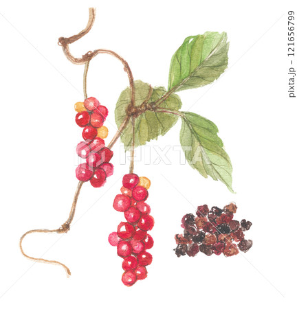 水彩で描いたチョウセンゴミシ　五味子 121656799