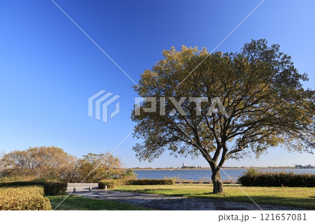 渡良瀬遊水池の風景 渡良瀬遊水池の風景 121657081