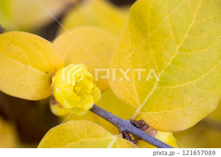 ロウバイ 121657089