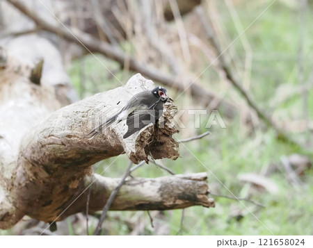 Koala Conservation Reserveの枝で獲物を狙うハイイロオウギビタキ 121658024